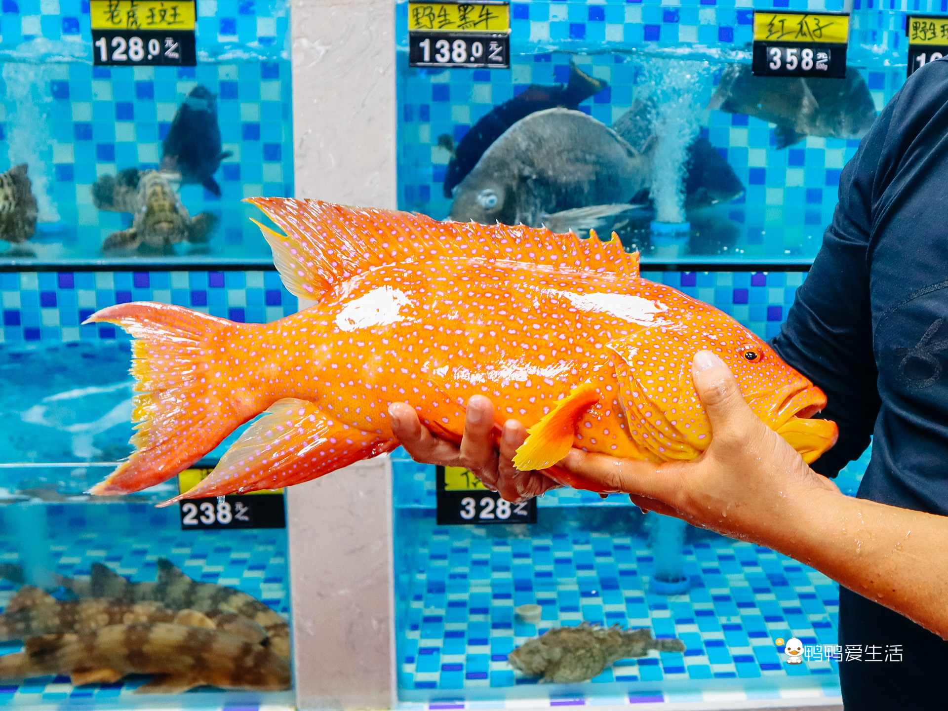 厦门这家本地人都爱的大排档，来了还想来，不多见的海鲜都能吃上