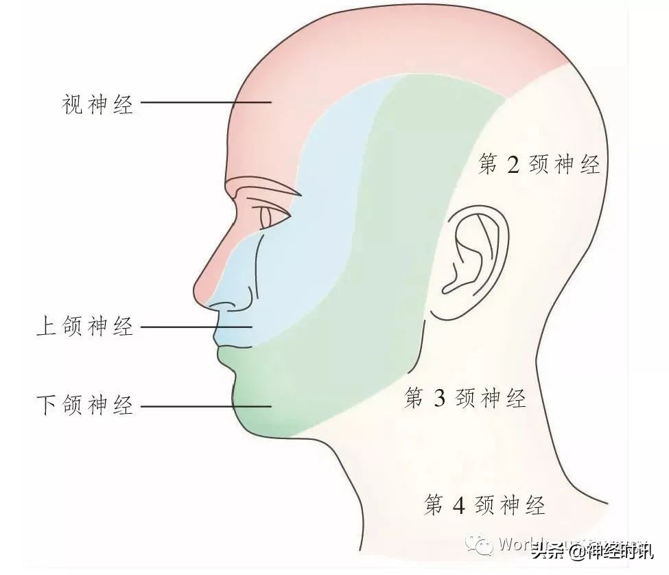 神经元结构图（高中生物神经元结构图）-第14张图片-昕阳网