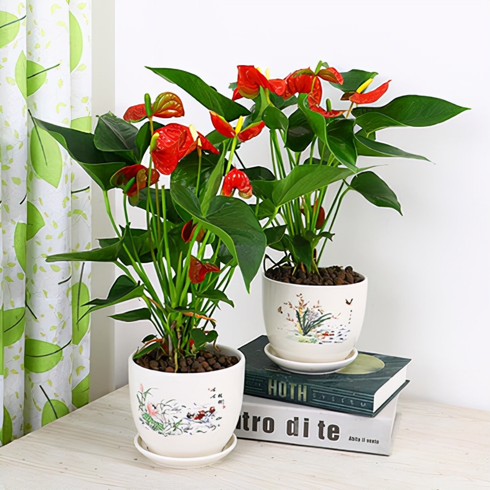 家里光照不足，建议养这10种“耐阴花”，有点散光就能长得很美