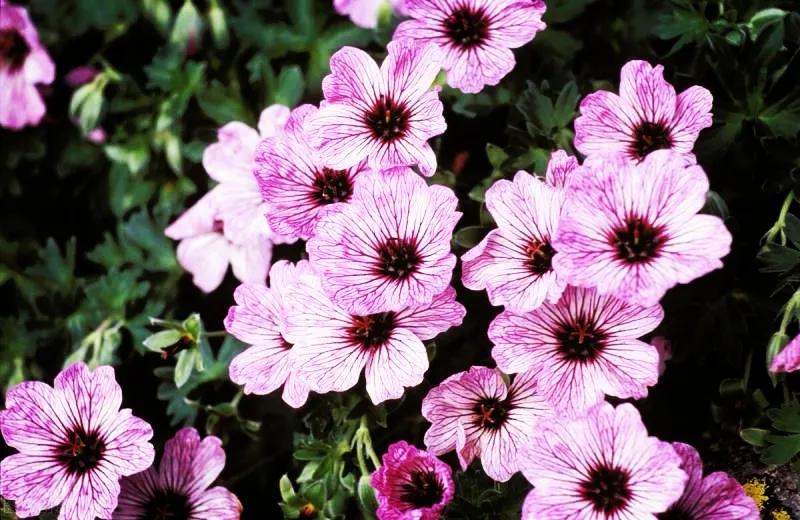 一花一世界，金牛辞旧迎虎来，鲜花带“虎”送祝福，新年幸福满满