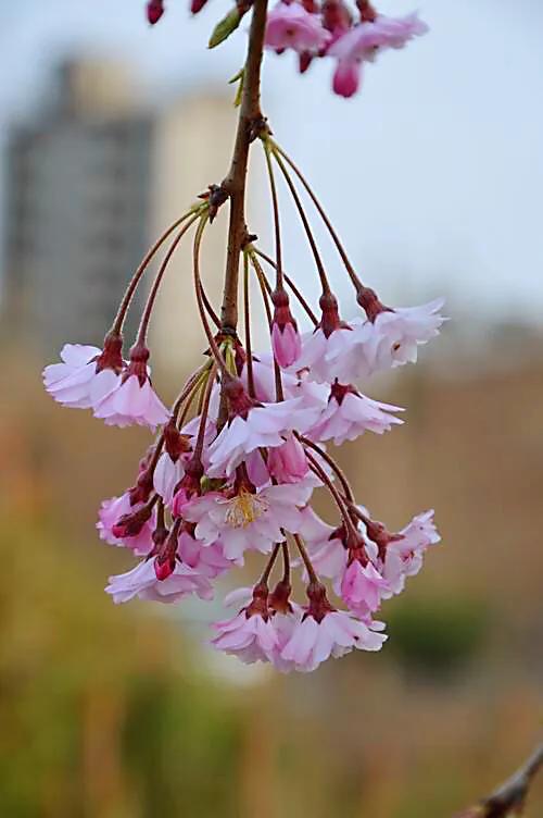 早樱是什么植物(垂枝大叶早樱枝叶花介绍)