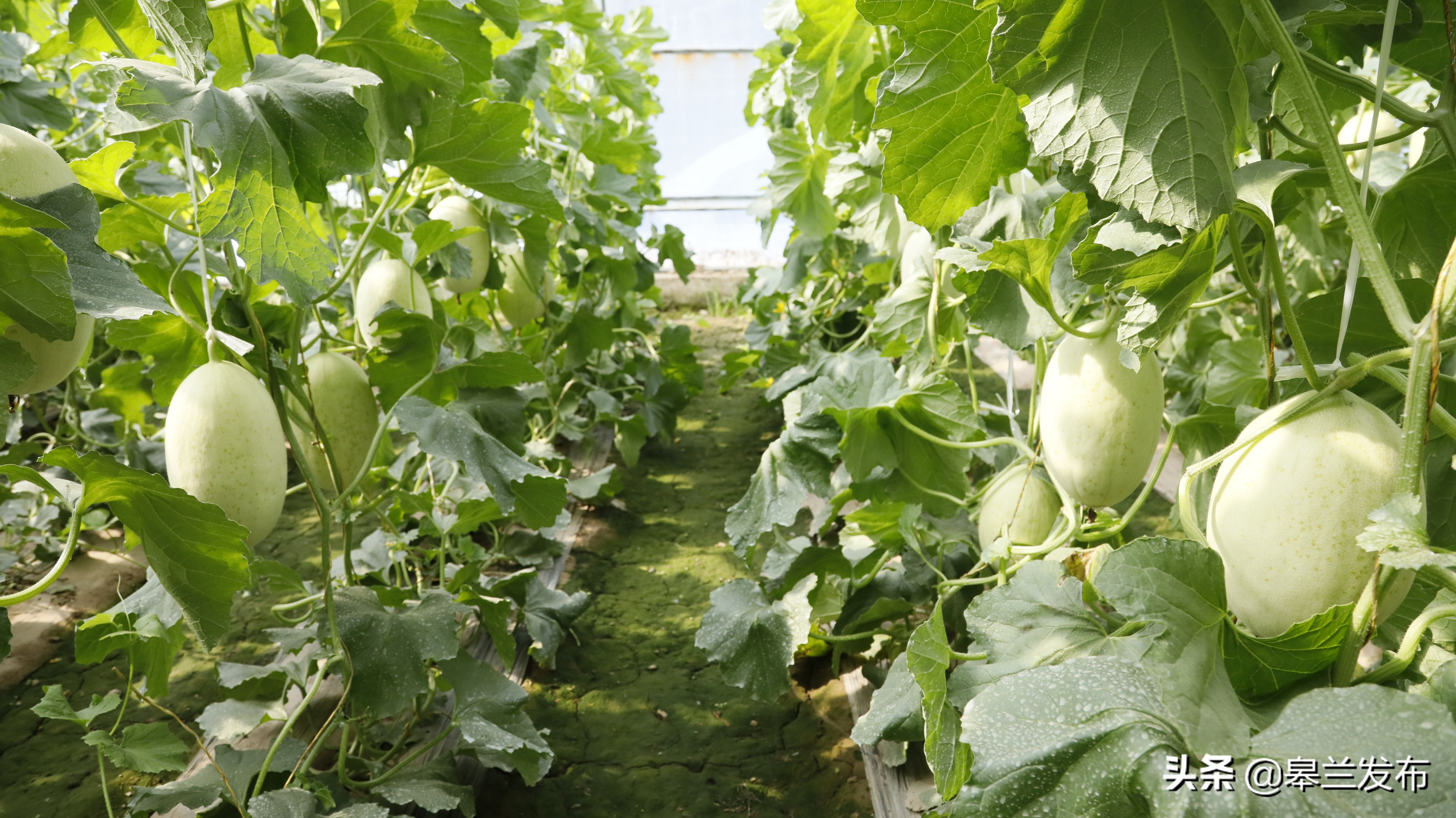 采访团一行先后走进皋兰丰苗白兰瓜专业合作社,什川镇民族团结同心亭