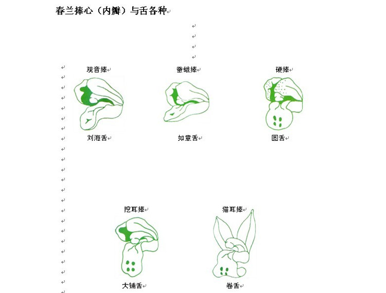 兰花的捧瓣,即花朵中间二瓣向外靠拢的花瓣,与柱蕊,舌瓣组成内轮,称中