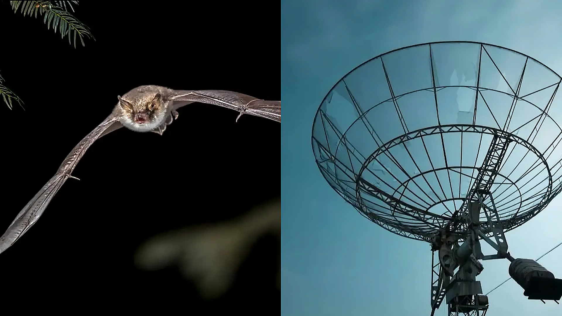 蜜蜂为新冠疫情立功，老鹰帮助抓恶人，动物的神奇天赋不可小瞧