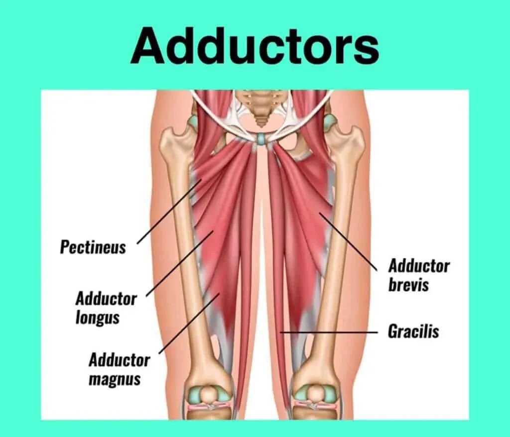 运动模式有什么用（外展与内收对运动的重要意义）