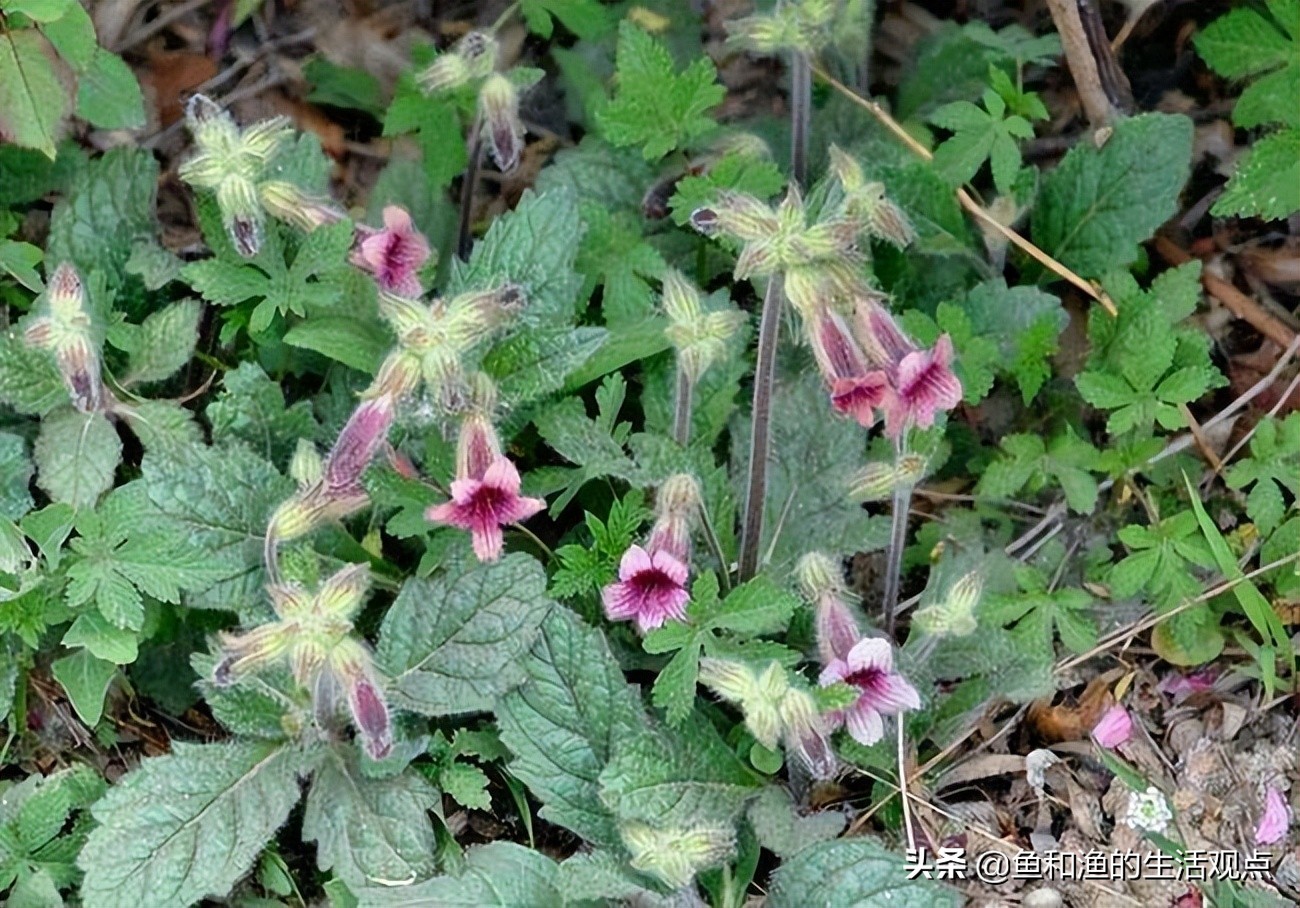 踏春必备"百草图"之二,你要了解的野草野花,都在这里