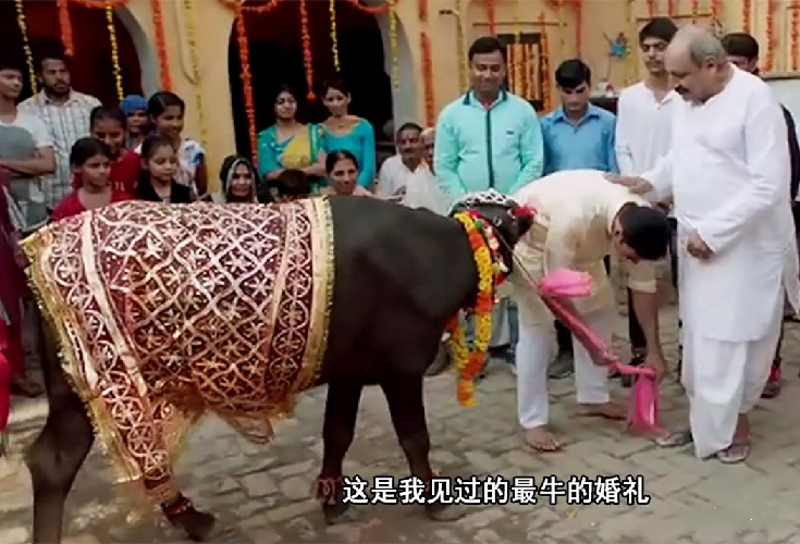 2017年,印度一名男子,抛妻弃子坚持和母牛结婚,直言:它最懂我