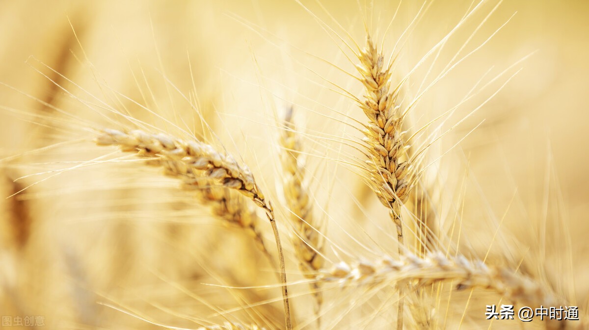 7月27日：小麦玉米齐上涨，开始反弹