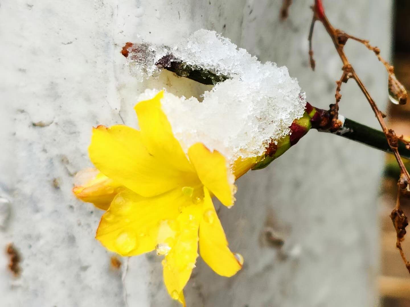 雪与花共舞 | 红墙，白雪，鲜花，美不胜收！