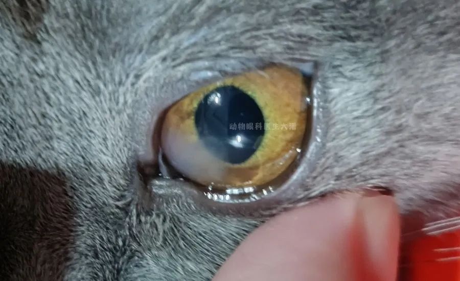 è۾yanè۾fa׻ͼƬ-Ѷ