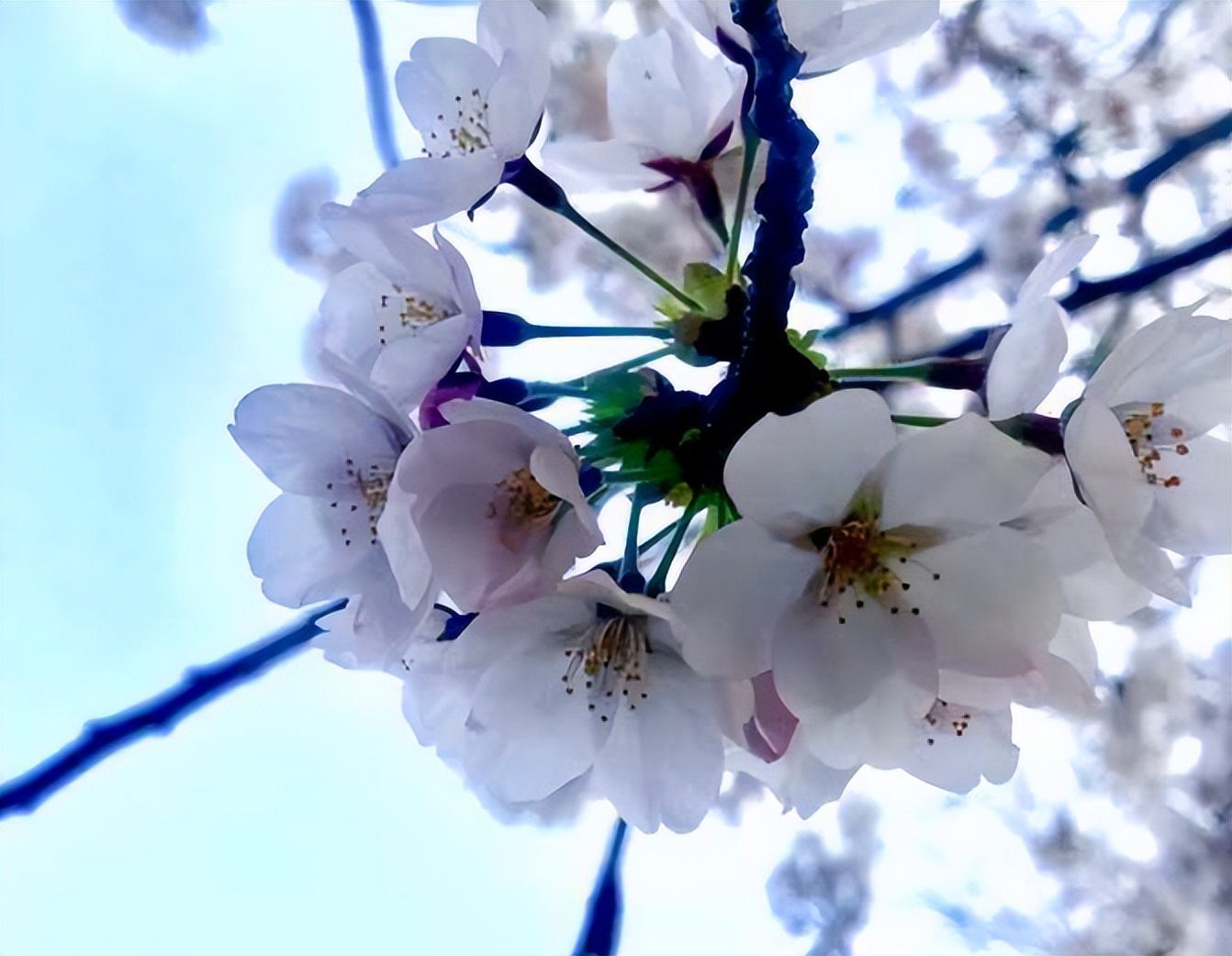 桃花几月份开（记住4要点轻轻松松分辨桃花）