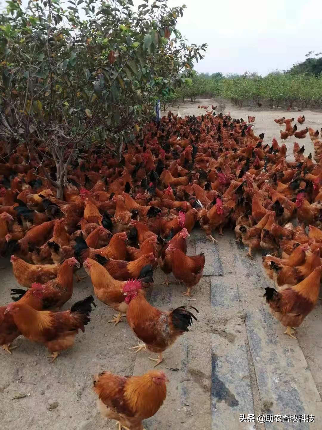 运用部分发酵饲料对养鸡有什么好处