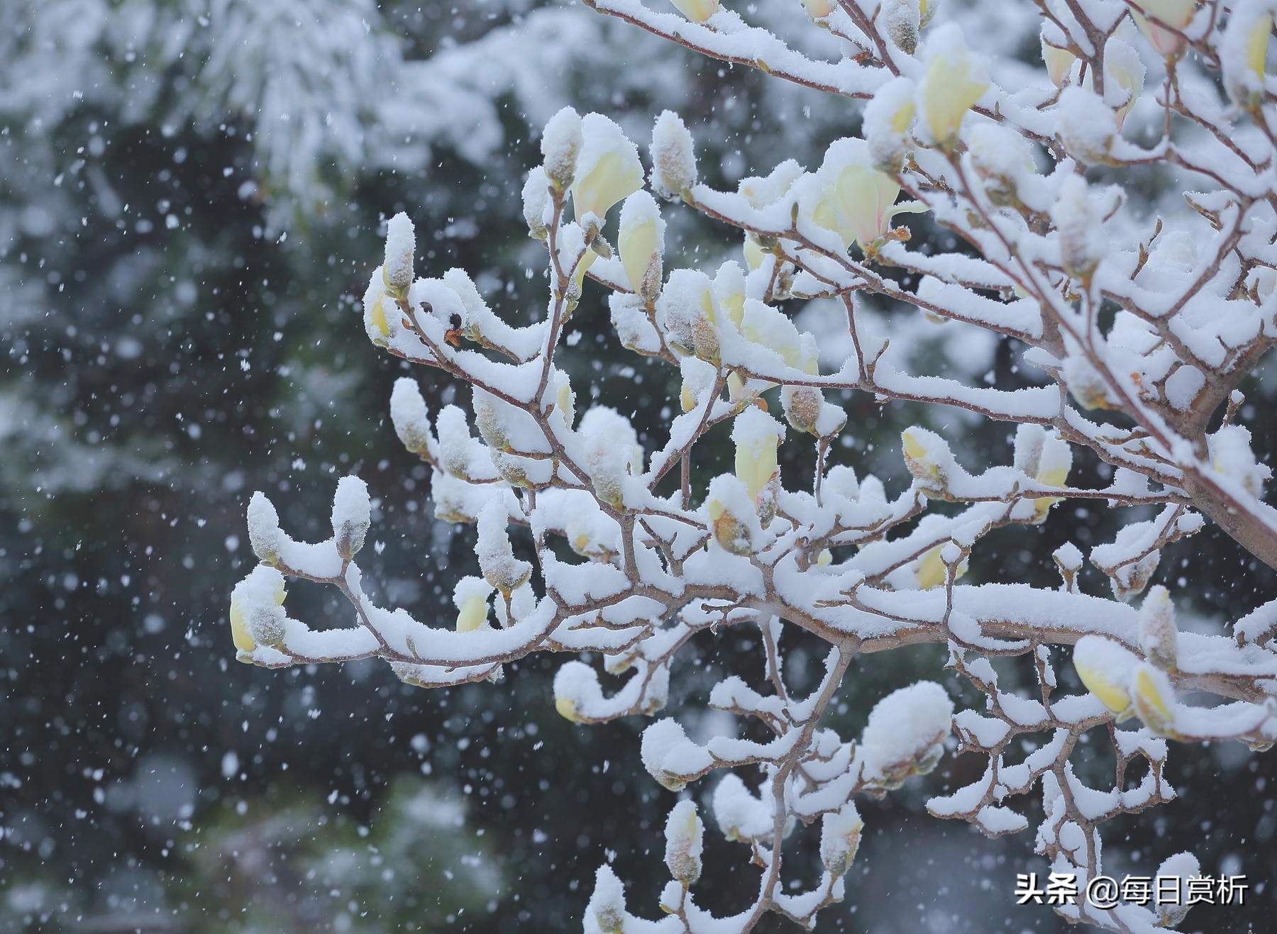 阳春三月雪,雪落枝头,佳片佳句