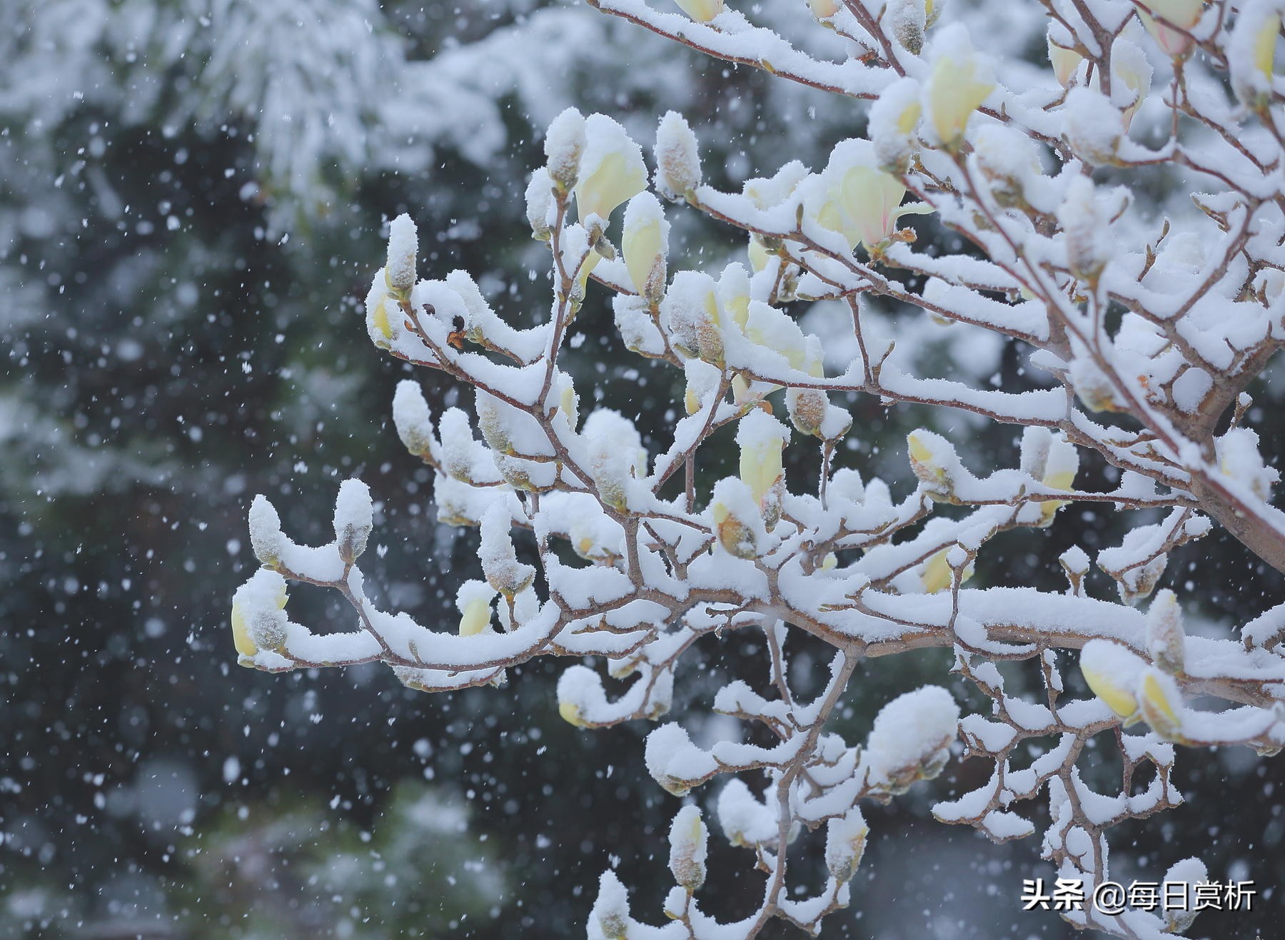 描寫雪後的優美句子100字