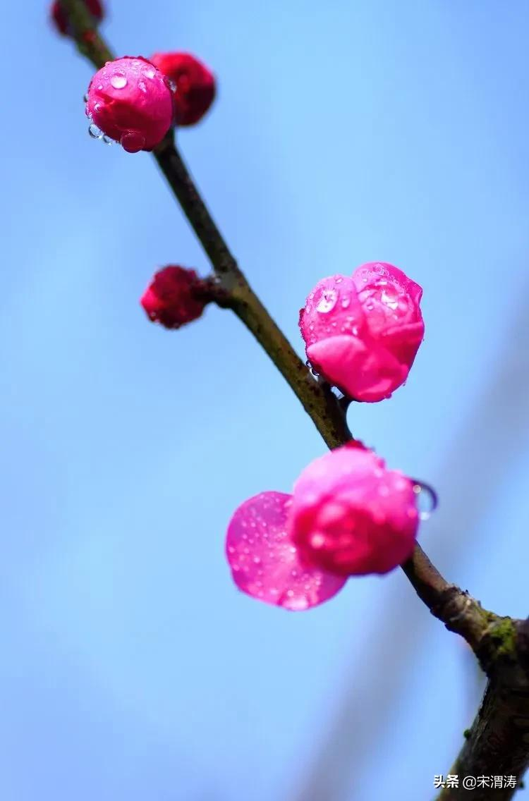 寫梅花的優美句子(云溪山人詩記) - 火句子