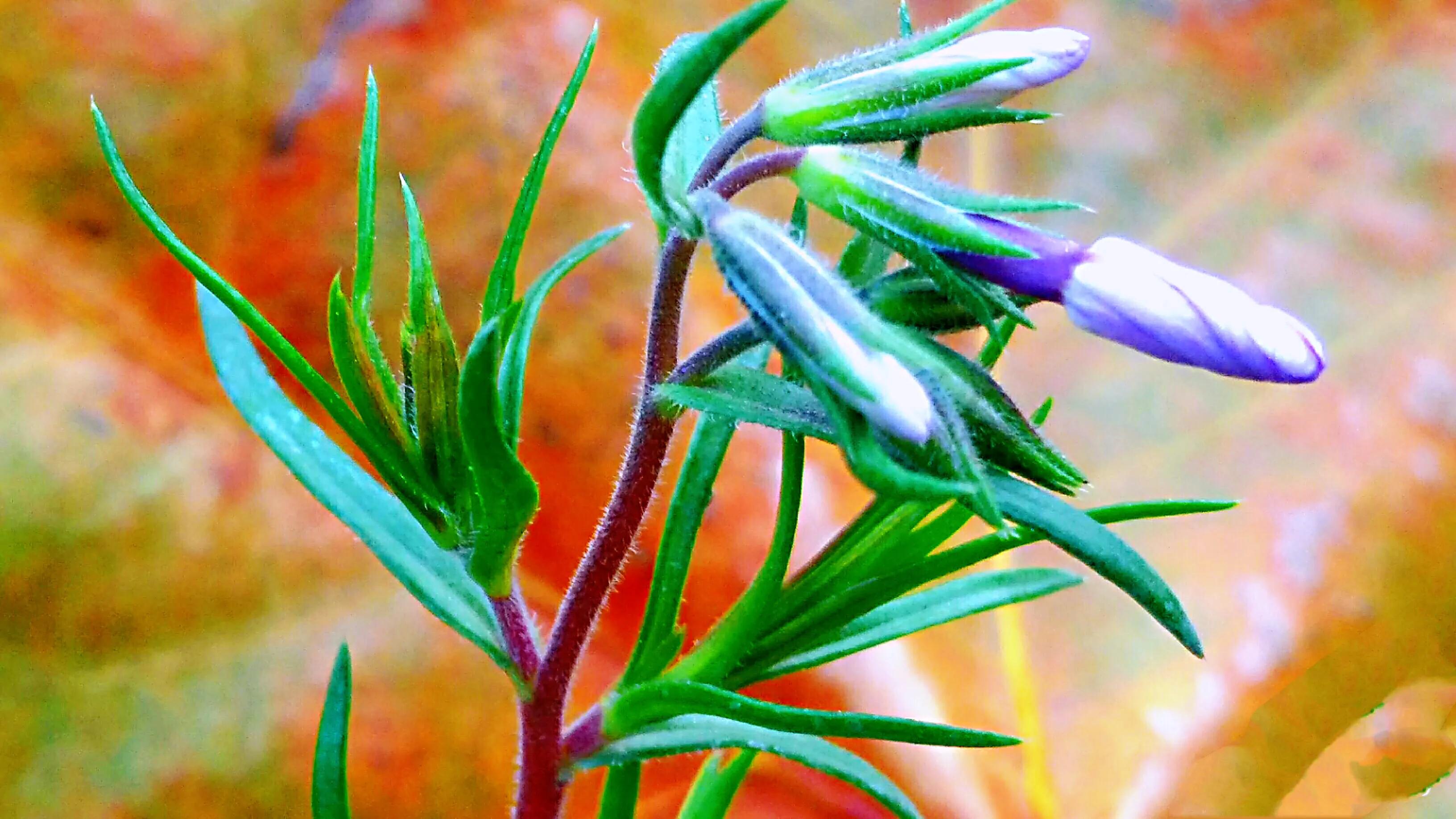 天蓝绣球图片(揭秘针叶天蓝绣球花的俗称)