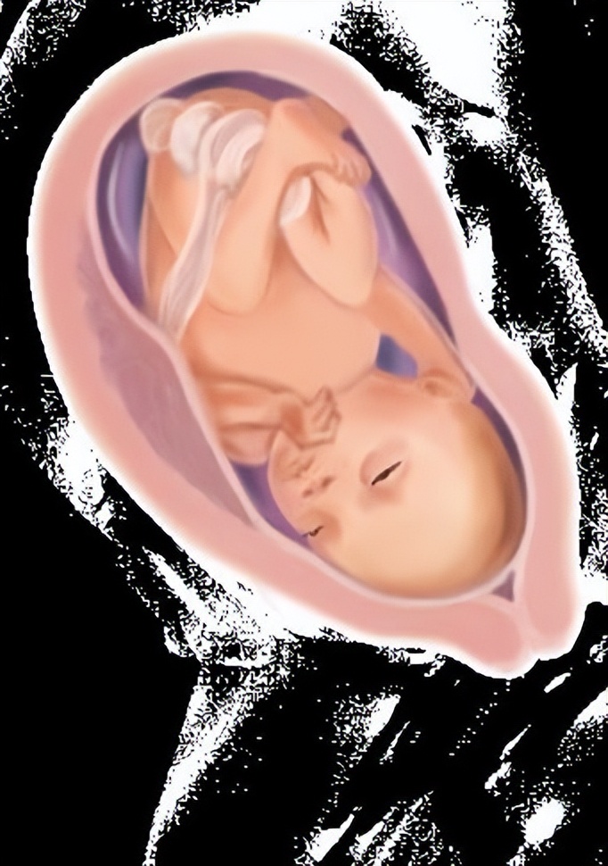 怀孕31周胎儿发育图图片