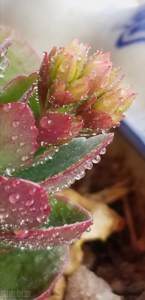 一花一深情，相识一场花，心中一份爱，相思一念情，真心祝最爱