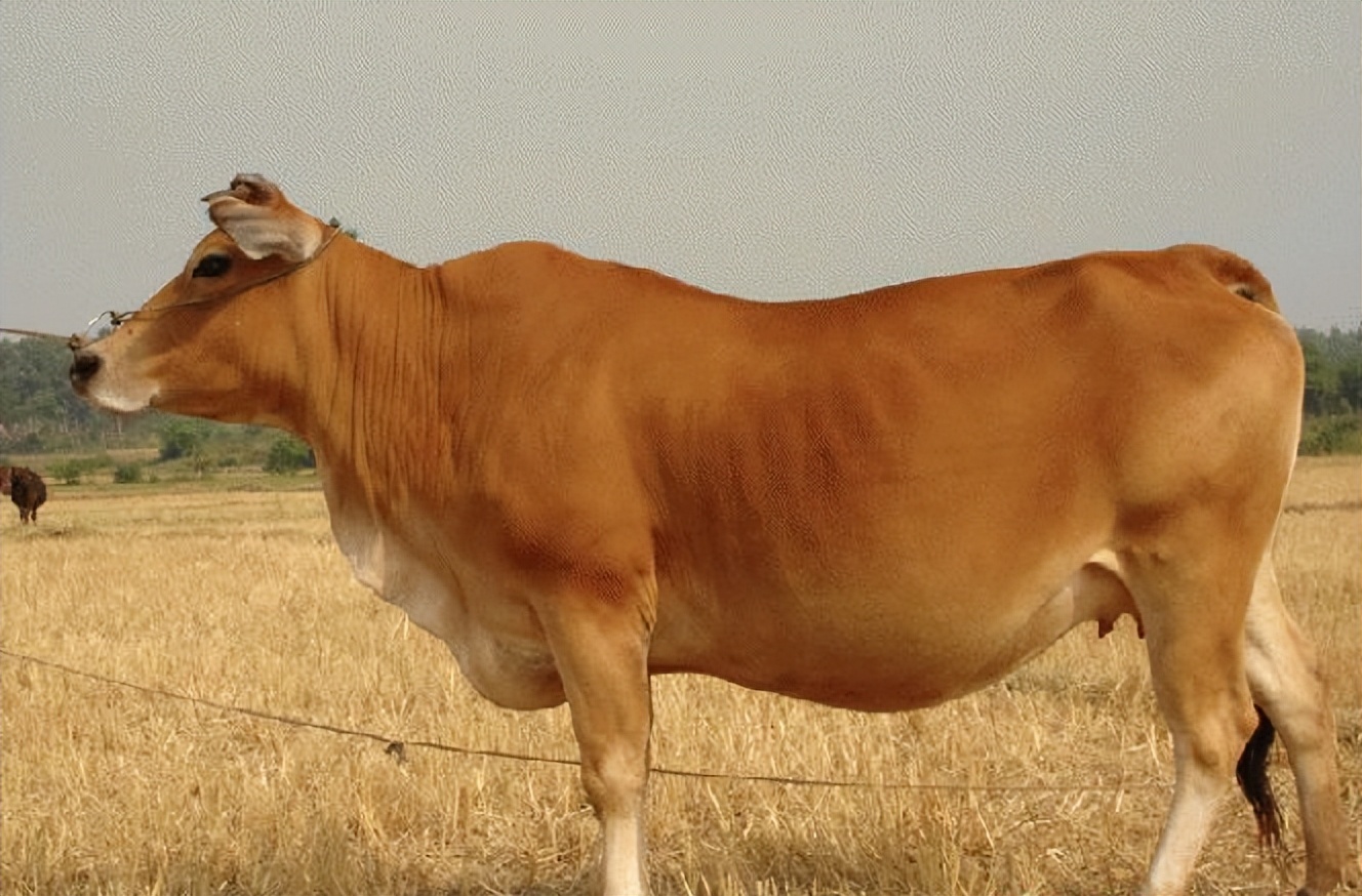 嘴巴烂是怎么回事(牛的嘴烂了是得什么病?牛嘴巴烂了怎么治疗?