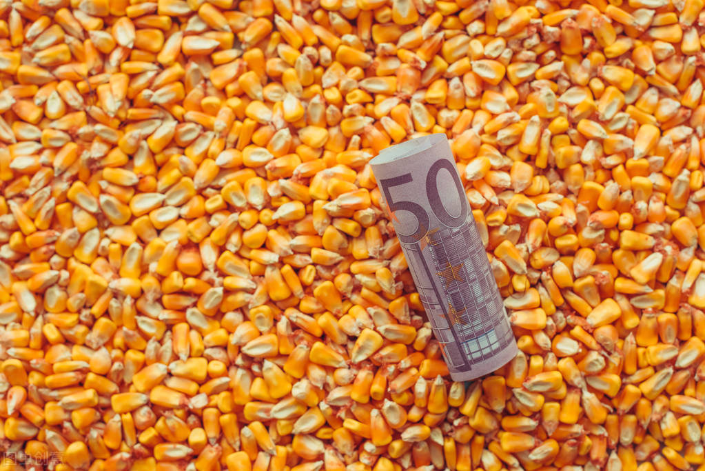 玉米现货今日行情多少钱一斤（玉米的今日行情）