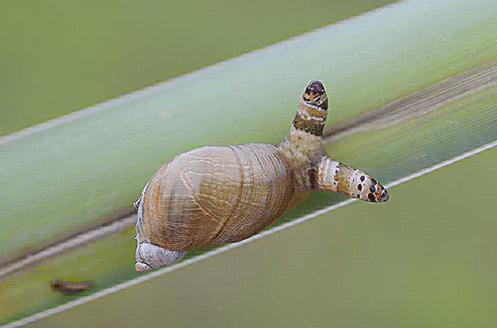 僵尸蜗牛会不会咬人（僵尸蜗牛背后的秘密，居然如此恐怖）-第9张图片