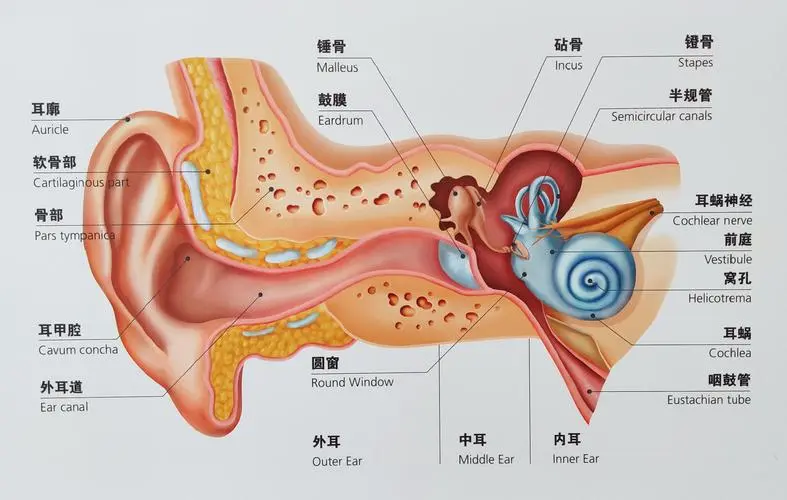 耳朵健康小知识