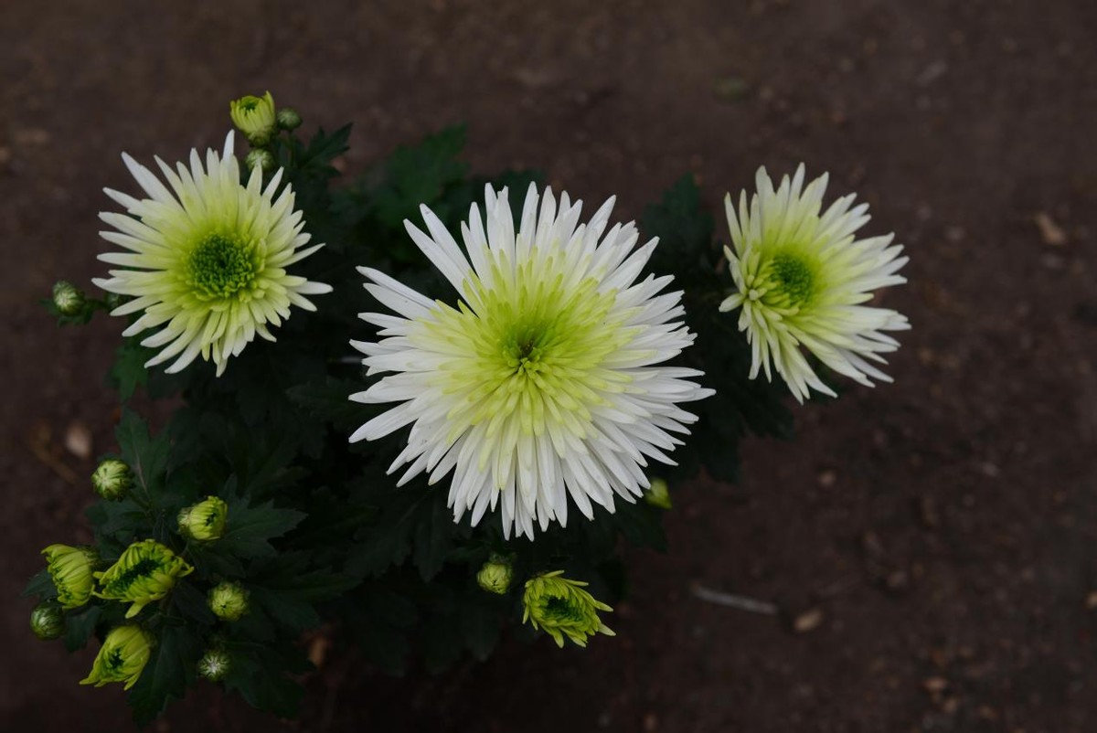 百花图赋 绿菊