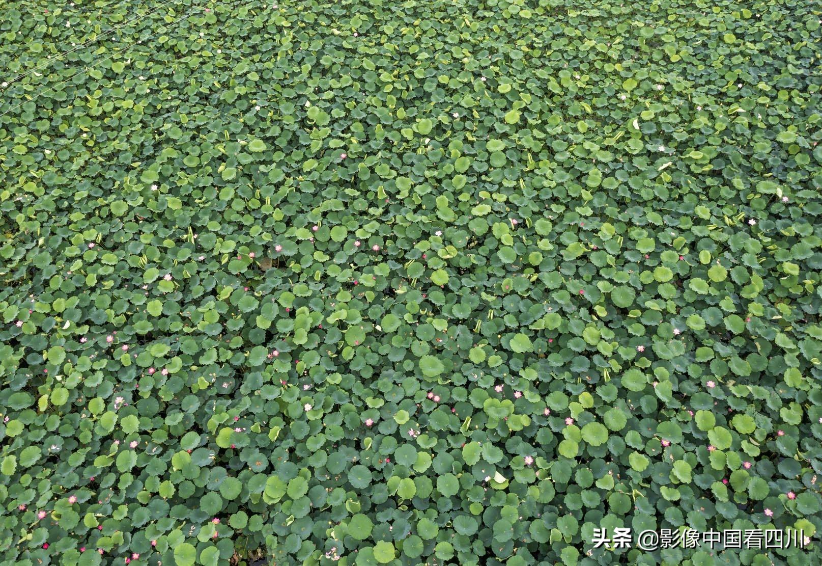 仁寿方家：映日荷花别样红