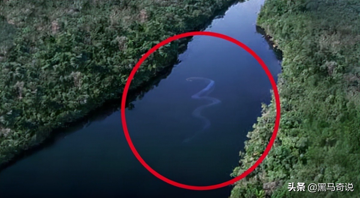 恐怖生物(亚马逊河为何是人类的禁区？十大恐怖生物告诉你，食人鱼竟排倒一)