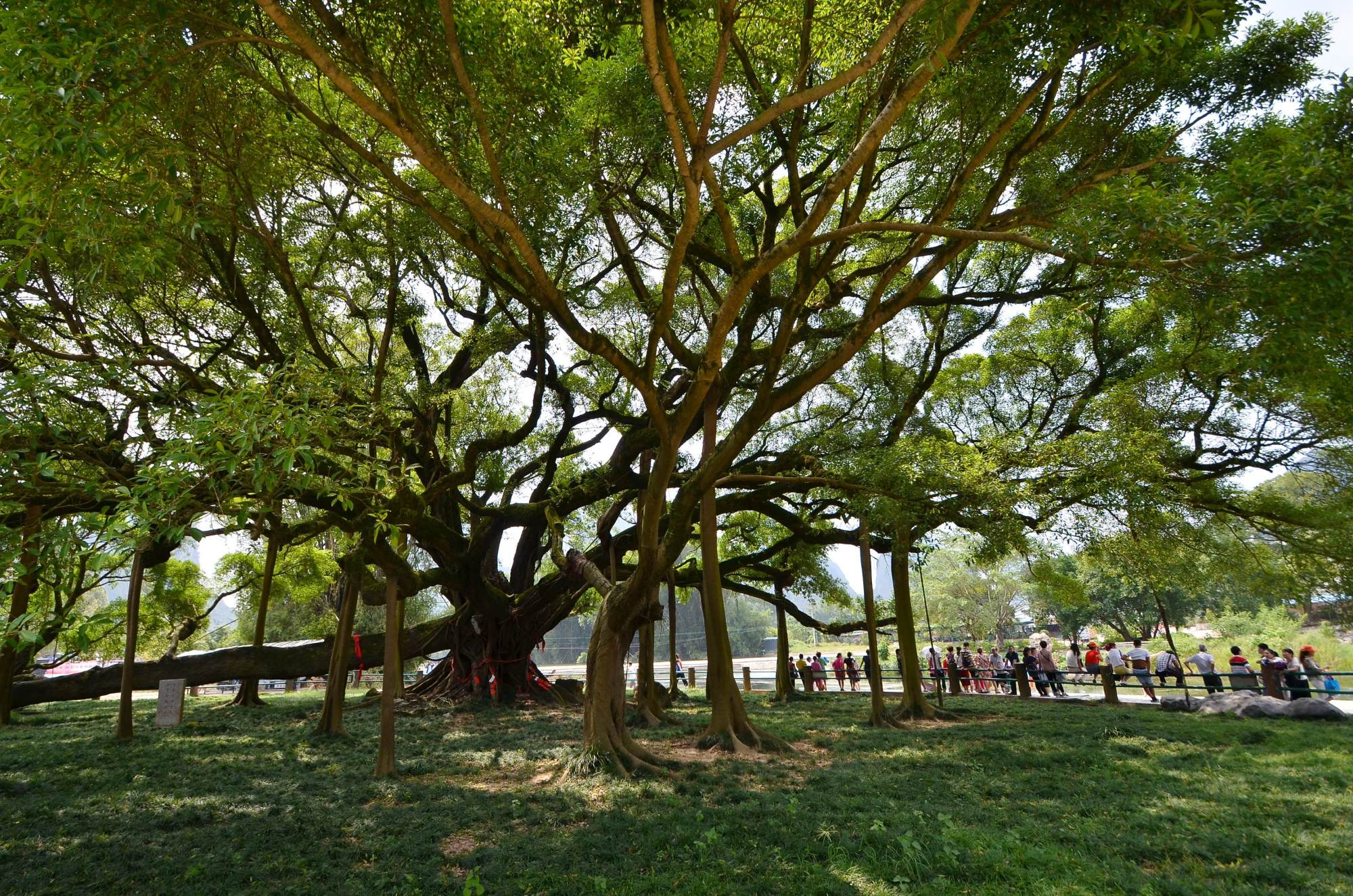 广西一奇特景点，整个景点只有一棵树还要20门票，树龄长达1500年