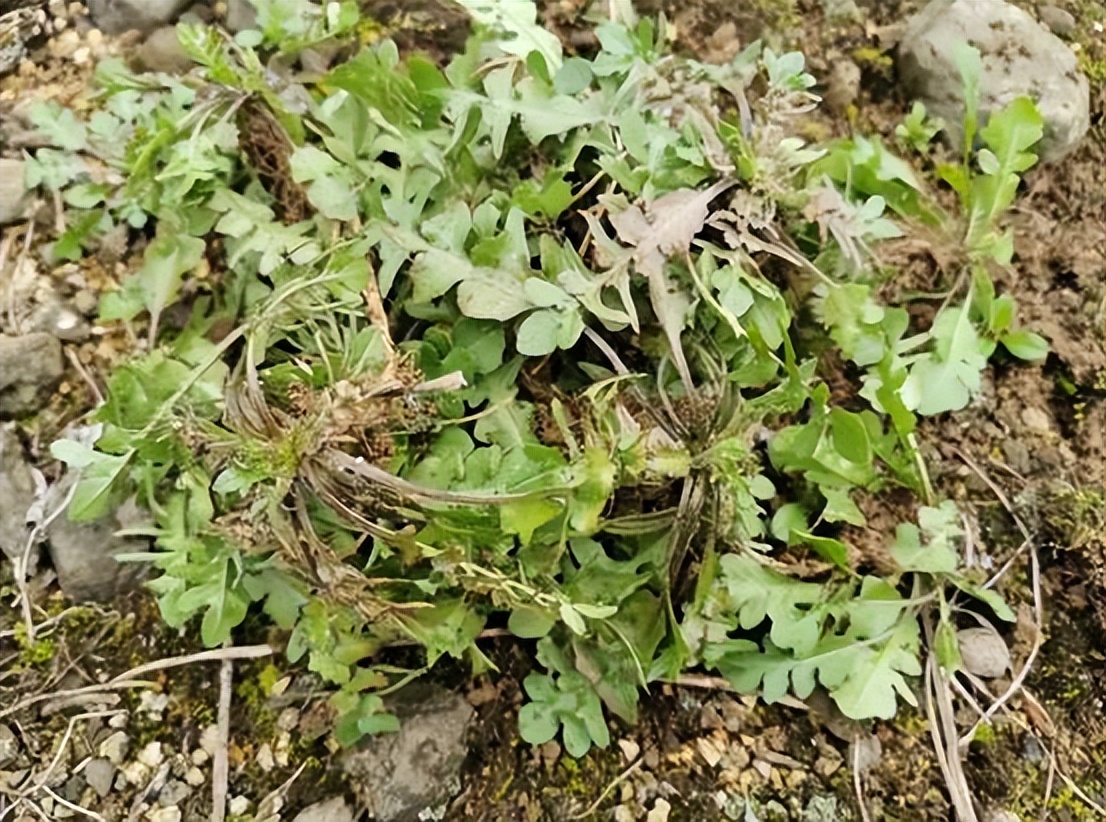 断肠草图片一家六口误食断肠草