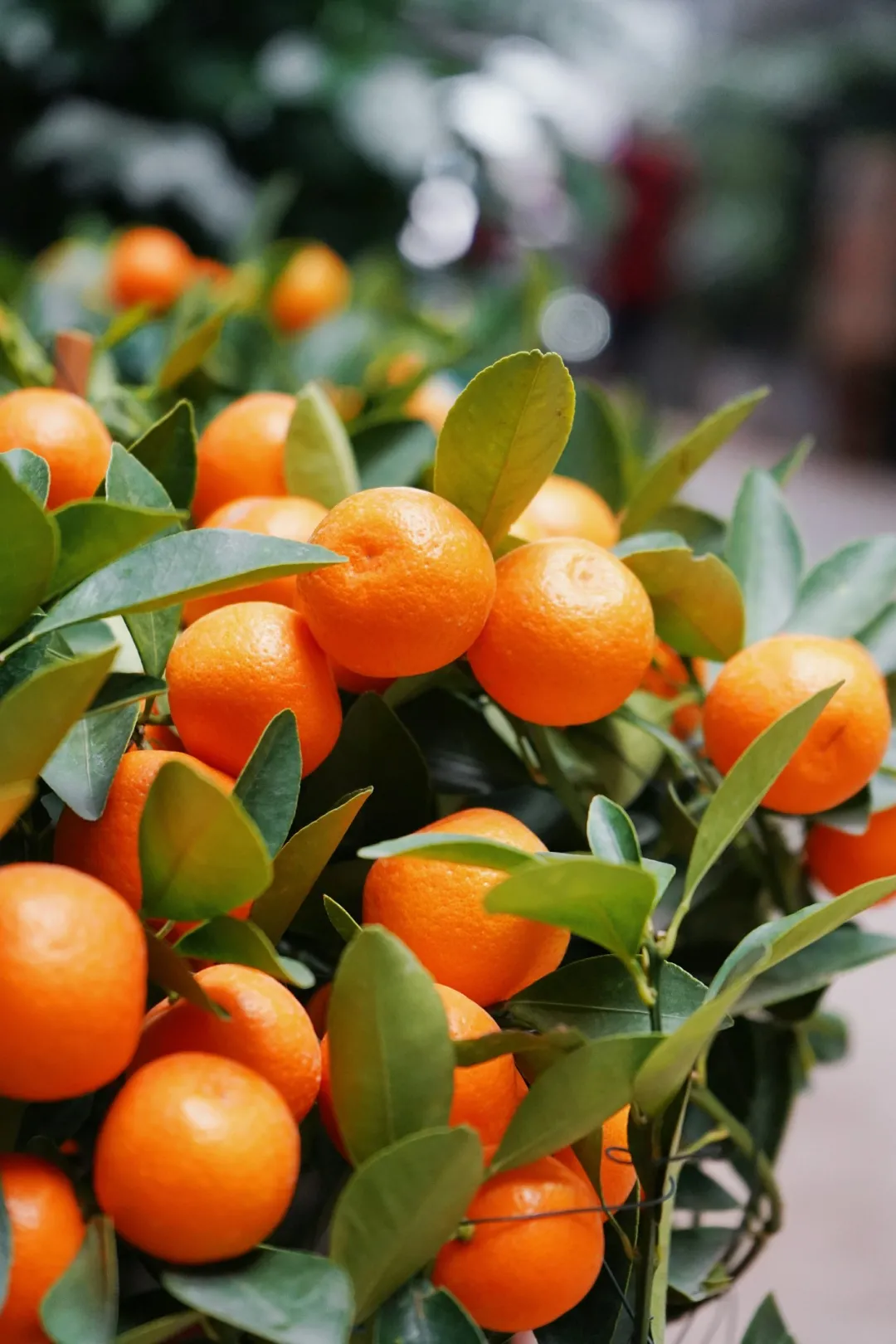 年桔图片(广州人的年花) - 赤虎壹号