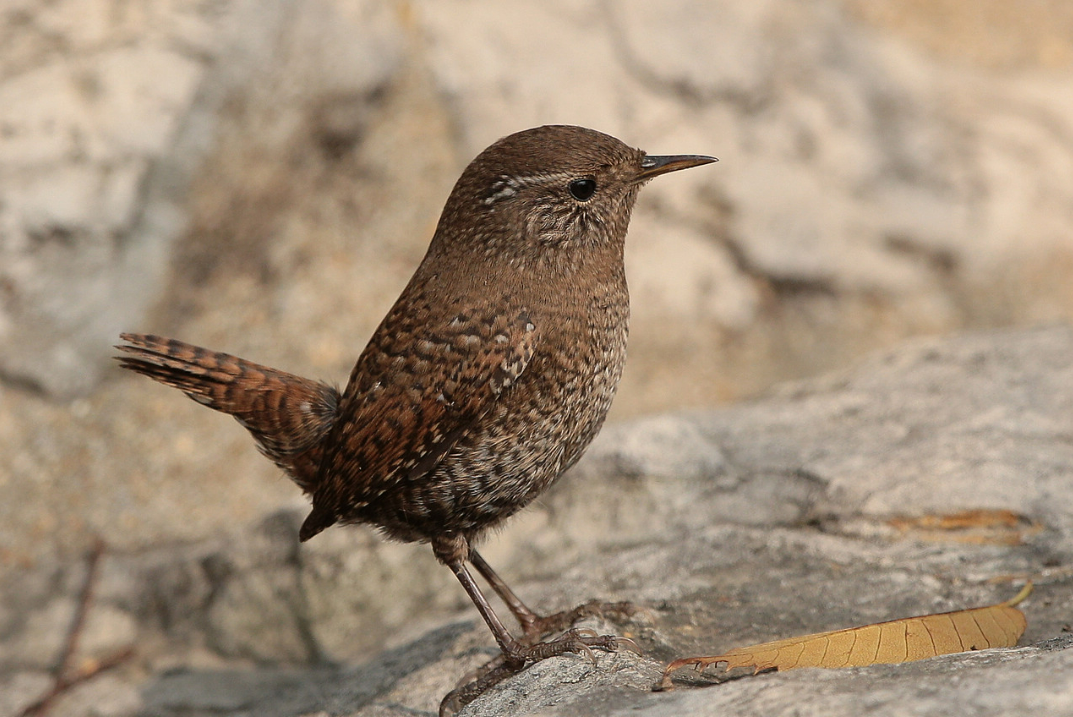 鸸鹋怎么读 鸸鹋的正确读音-大连问答网