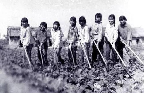 「知青岁月」北大荒真不愧是肥沃的土地