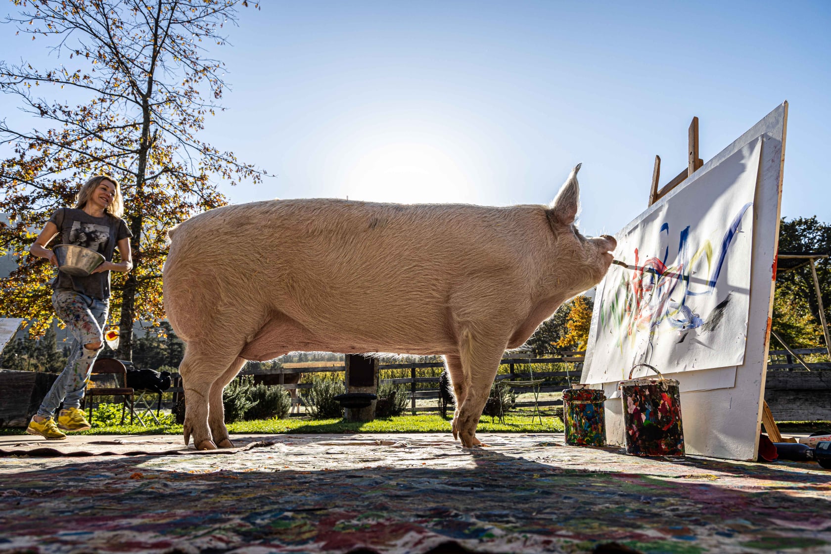 画了一幅画(南非有一头叫猪卡索的猪，画了一幅画，卖了近17万人民币)