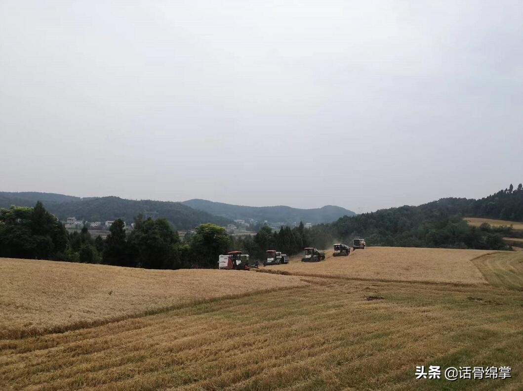 農(nóng)機(jī)下田 又快又省 還有補(bǔ)助拿