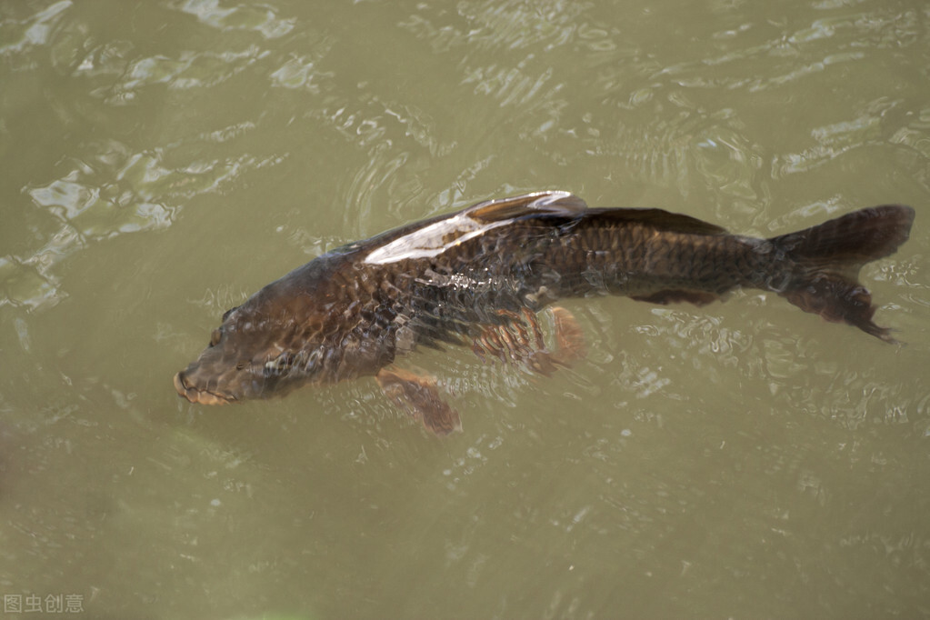 有些深潭里能够钓到这种鱼塘里跑进河里繁殖的鲤鱼,我们叫做半野生的