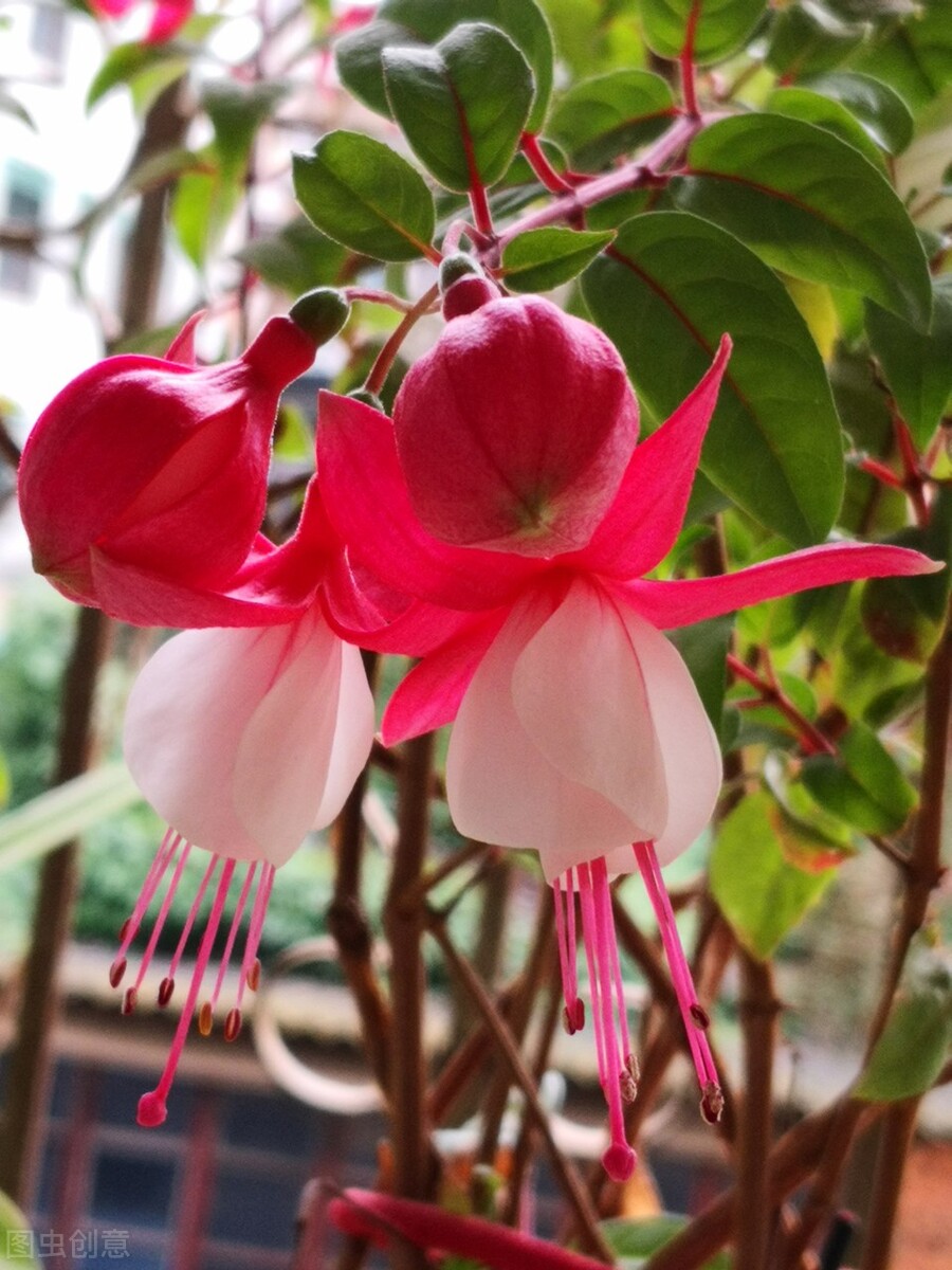 一花一深爱，花海美蓝天，花艳醉春光，花笑荡柔情，人间如仙境