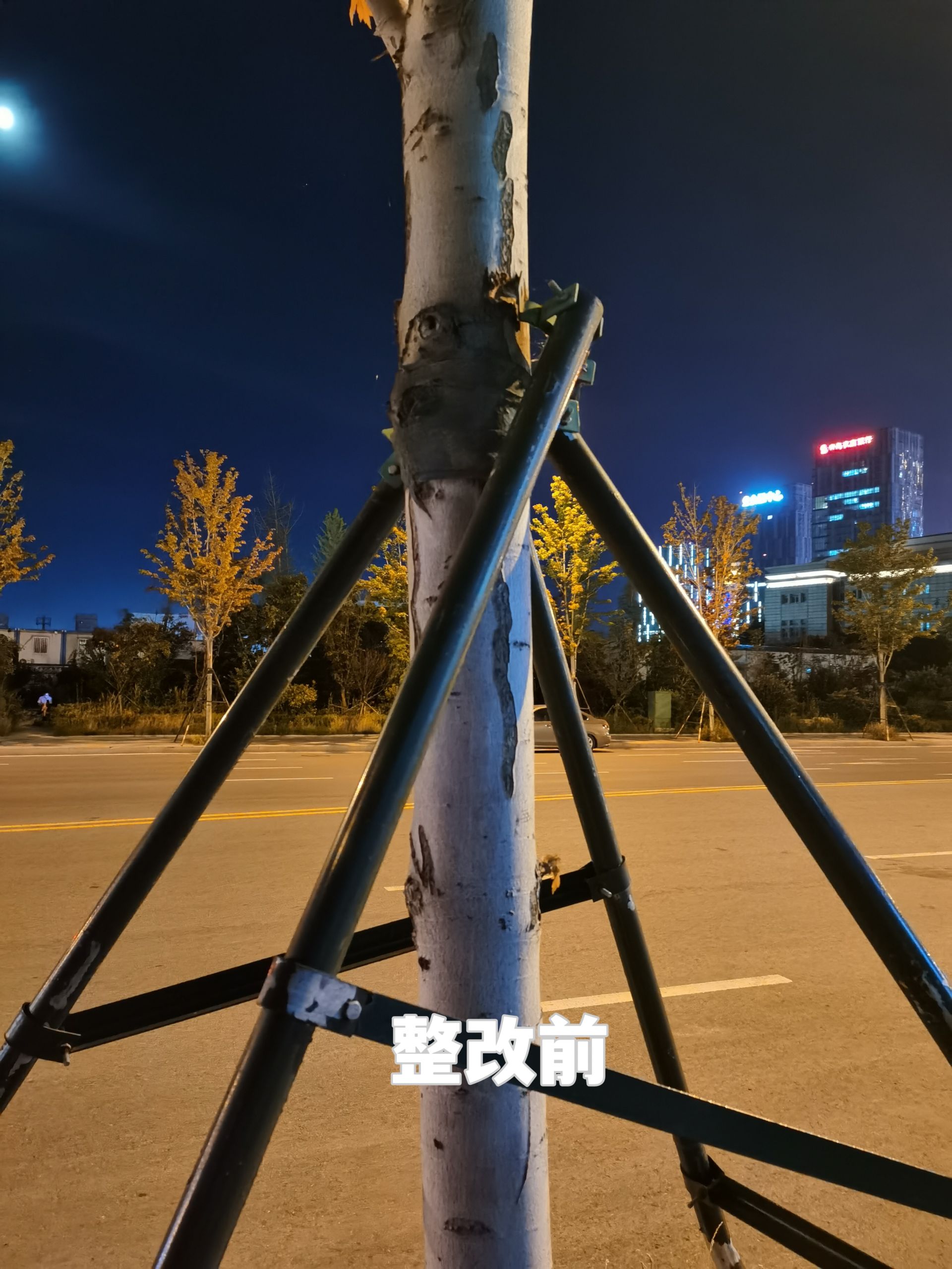 树木支撑架维修完成 苗岭路街景提升