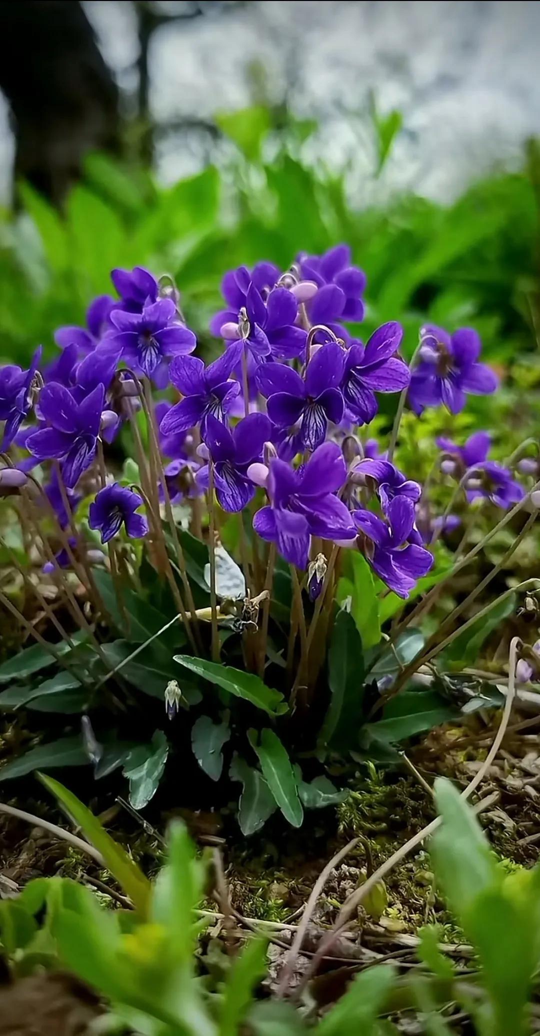 紫花地丁繁殖图片