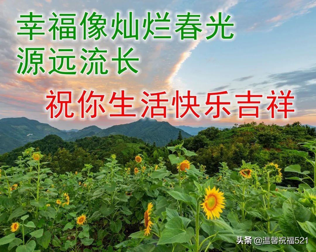 每日早上好日常祝福圖片大全 鮮花早晨好最新祝福句子