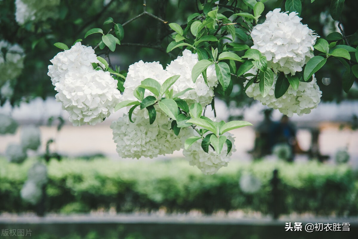 晚春绣球花诗词六首：疑是琼瑶初琢就，一团香雪滚春风