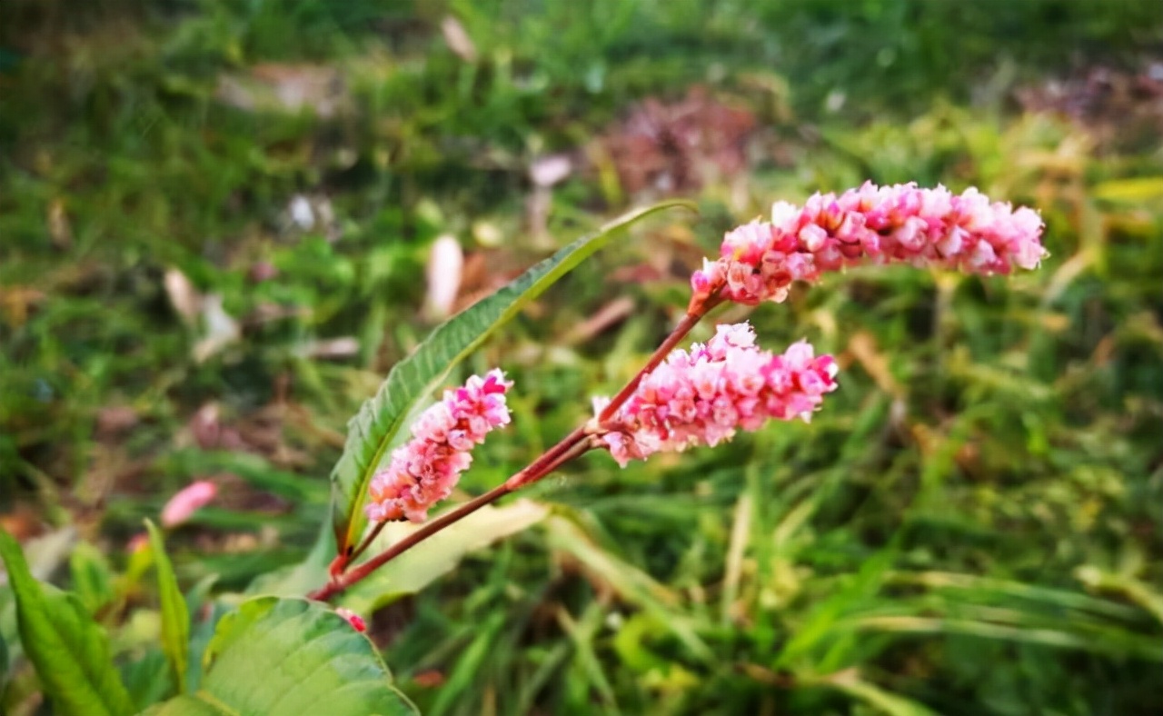 醉鱼草是什么（用一种常见野草就能有不菲的渔获）