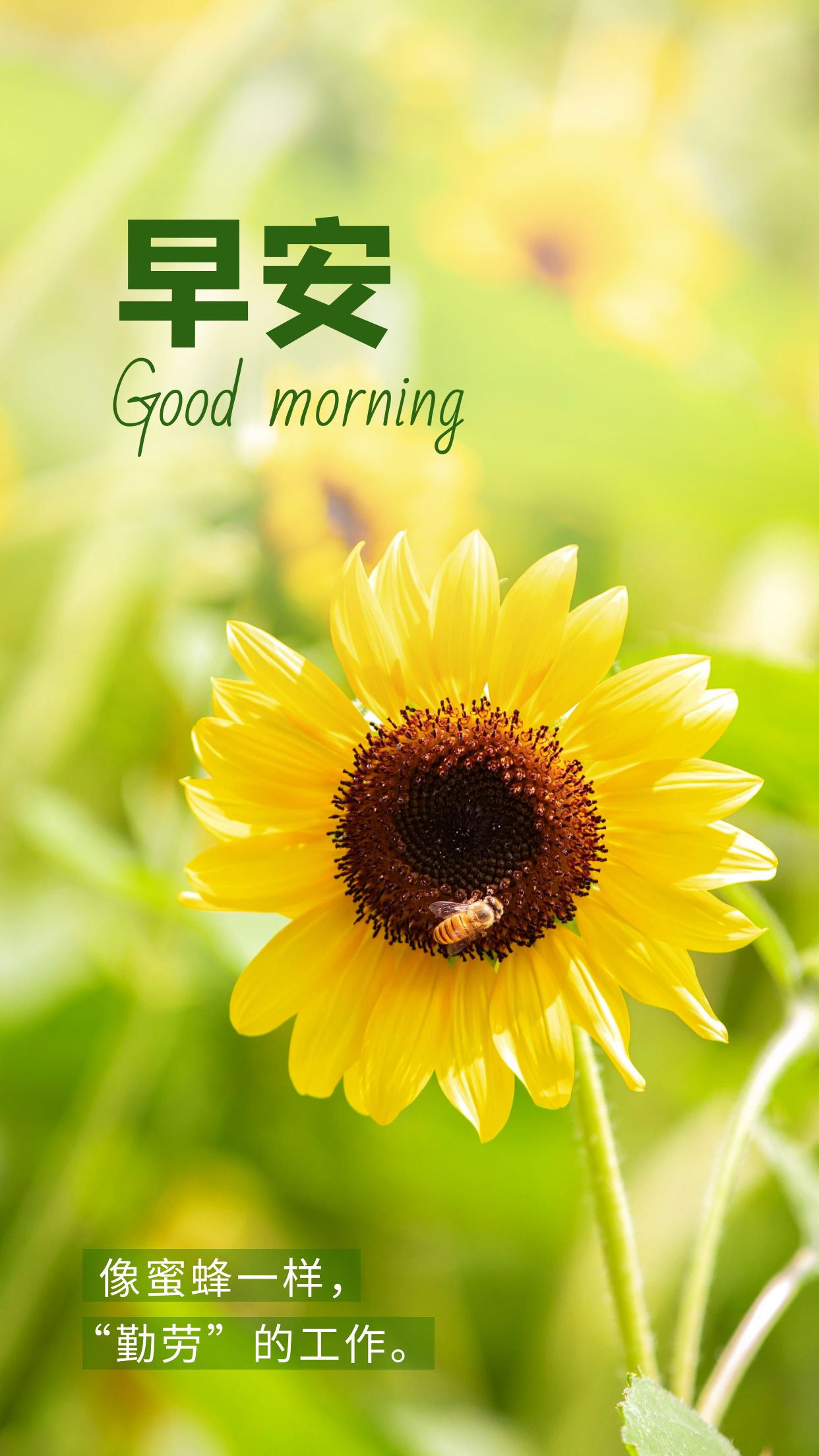 早上好加油努力的人最终都有回报请相信在阳光升起的时候无论你此刻