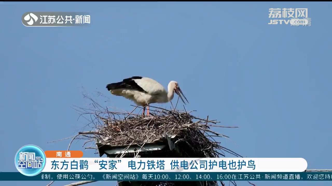 东方白鹳“安家”电力铁塔 南通供电公司护电也护鸟