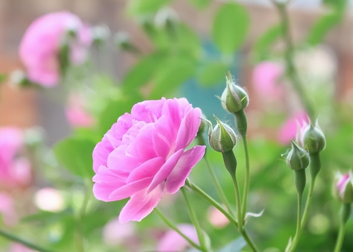 发朋友圈经典的情感语录文案