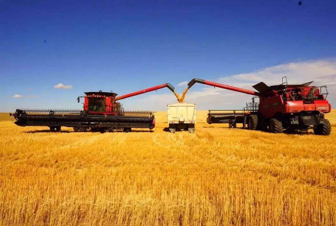小麦价格高位运行，每斤超过1块5，还会涨吗？3大方面受影响