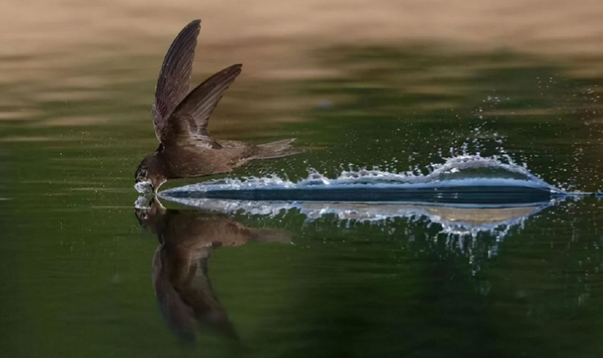 边飞边睡的雨燕,落地几乎等于送死,它们是如何繁衍后代呢?