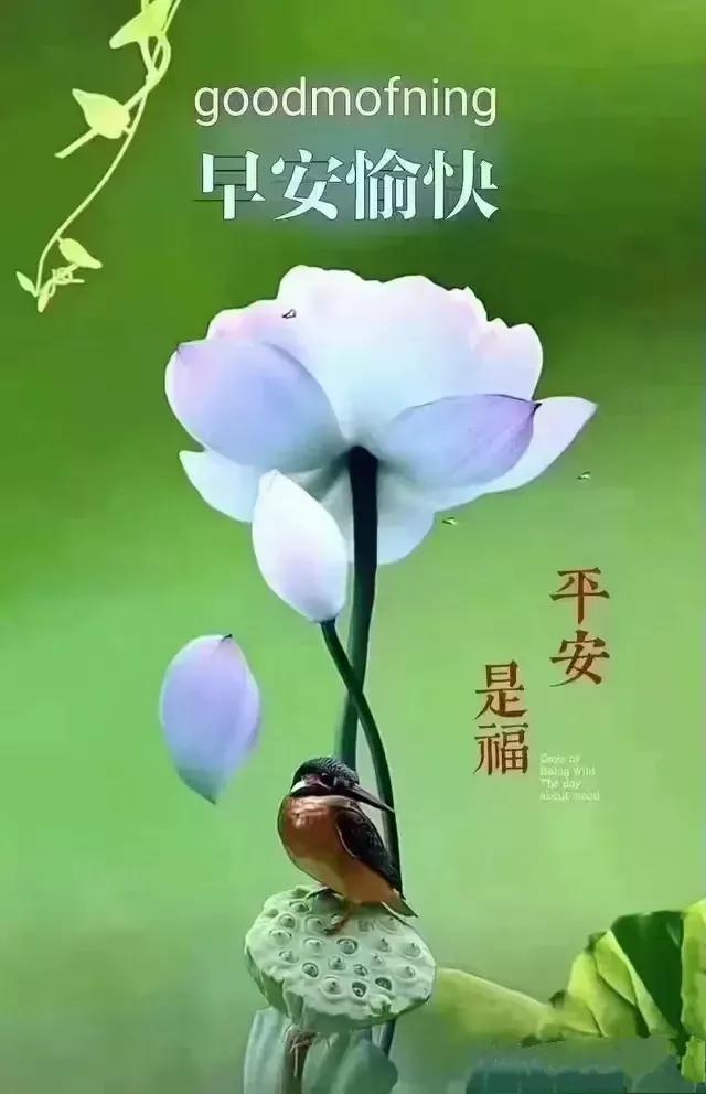 早安心语~阳光满面心情如花，笑在眉梢喜在心，怎么开心怎么生活