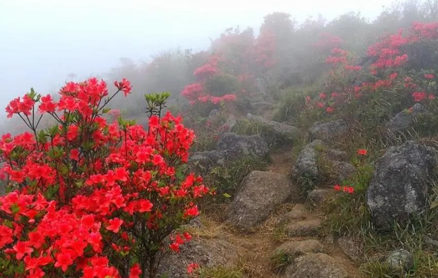 春暖花开相约天露山，游居于山间，邂逅最美的春景